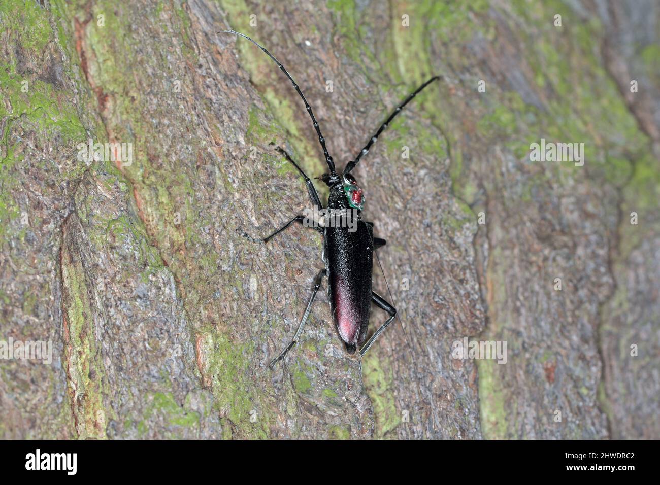 Great capricorn beetle (Cerambyx cerdo) with a tracking radio transmitter. Stock Photo