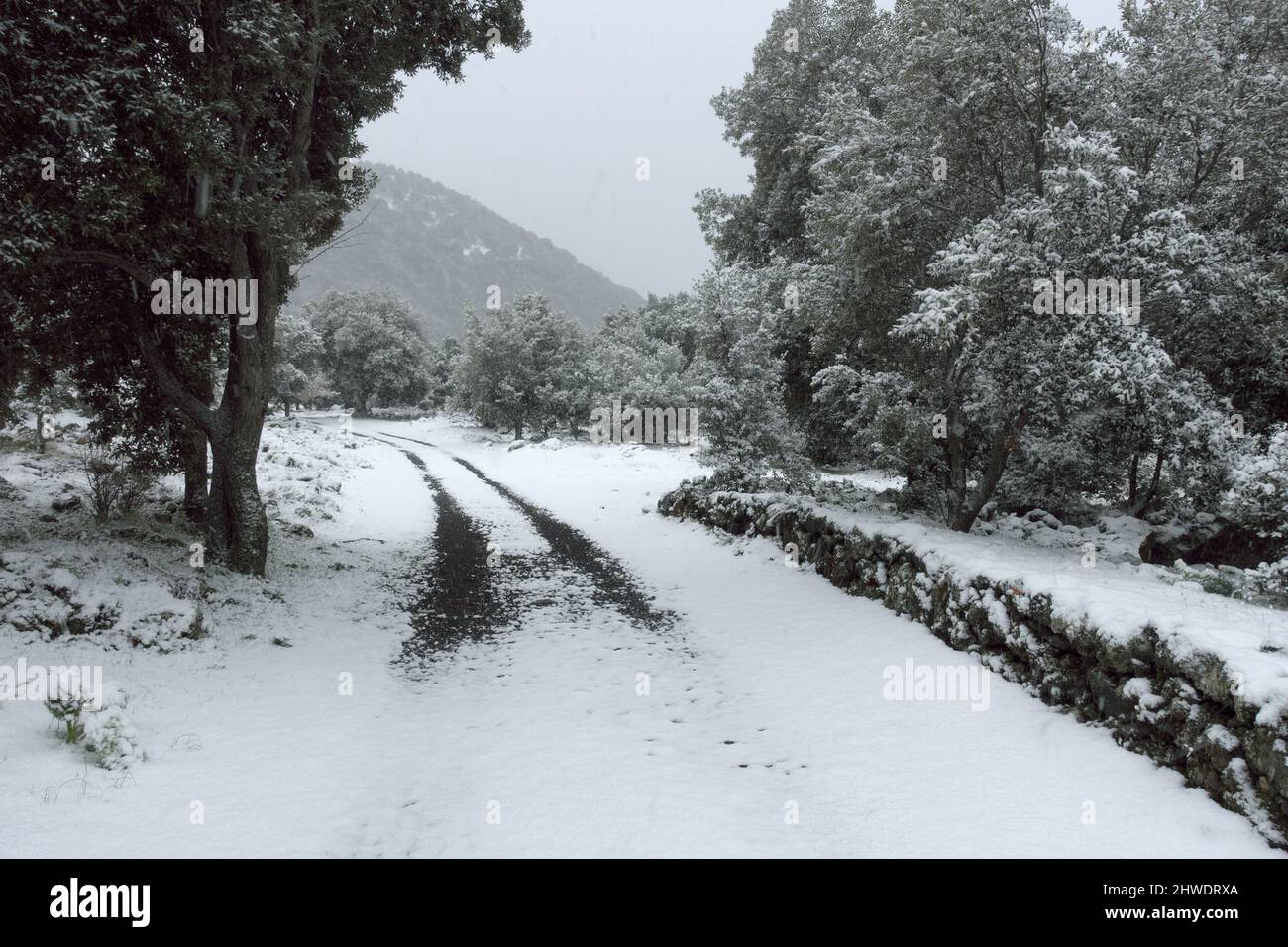 white snow falling on woodland path of Sicily Stock Photo