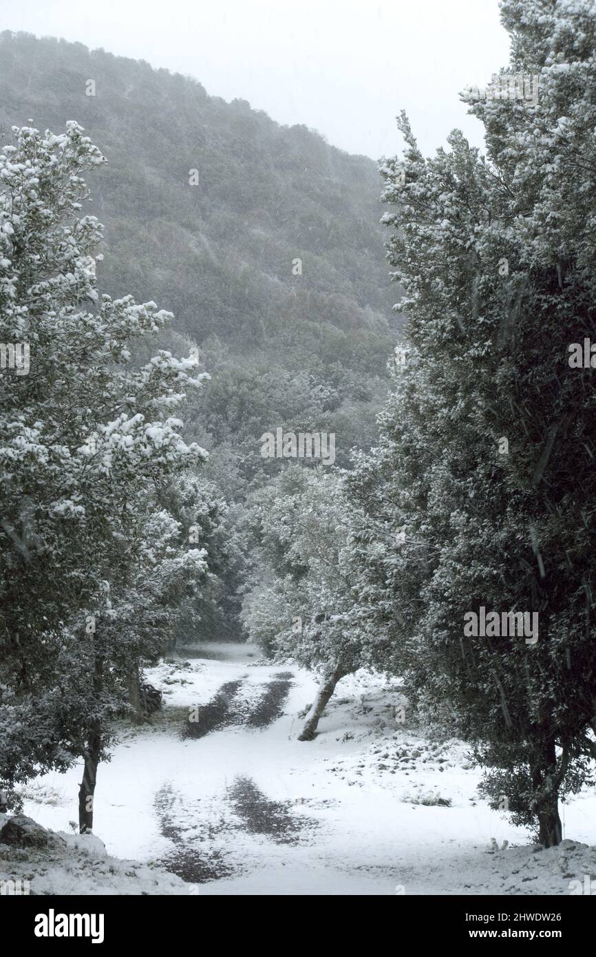 white snow falling on woodland path of Sicily Stock Photo