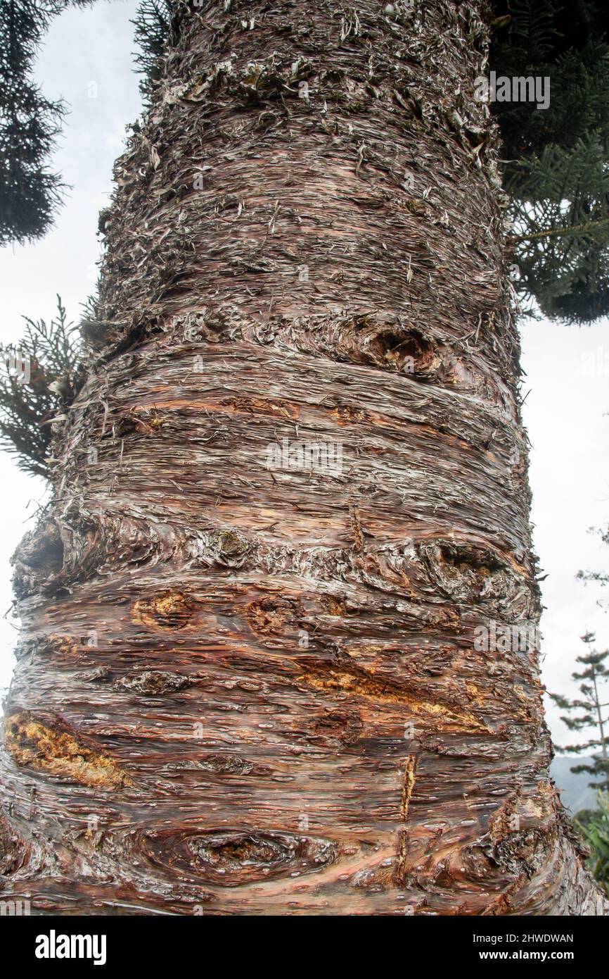 The tallest tropical tree species in the world, Araucaria cunninghamii. Closeup of trunk. Stock Photo