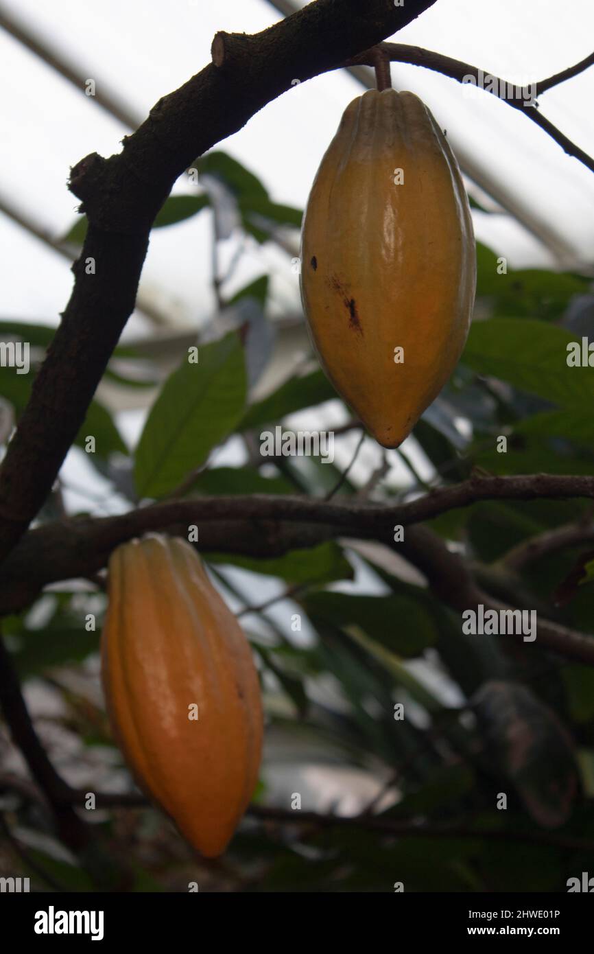 Cacao fruits on the Theobroma cacao, also called the cacao tree or
