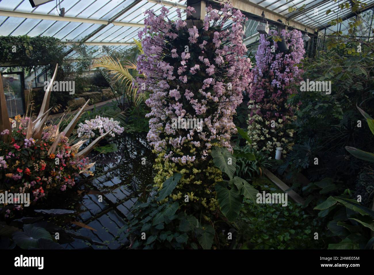 The 2022 Orchid Festival in the Princess of Wales Conservatory, Kew