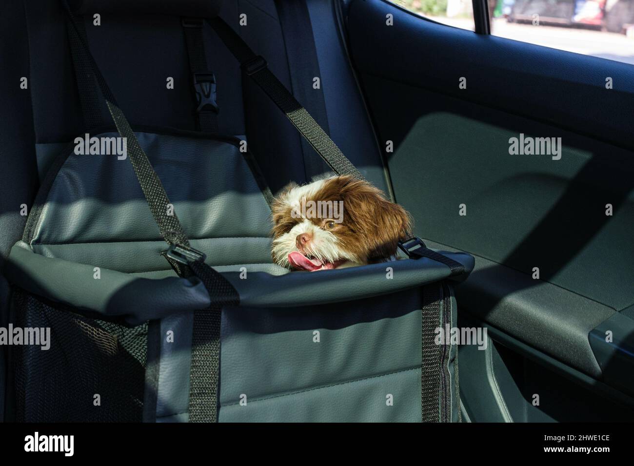 Shih Tzu Car Seat Covers main image 1