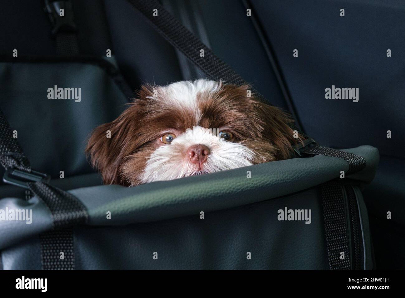 Shih tzu puppy, facing the camera, over a car safety seat Stock Photo