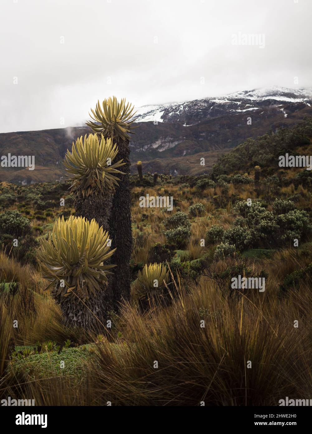 Mountainous landscape of Colombian paramo or alpine ecosystem with snow in background Stock Photo