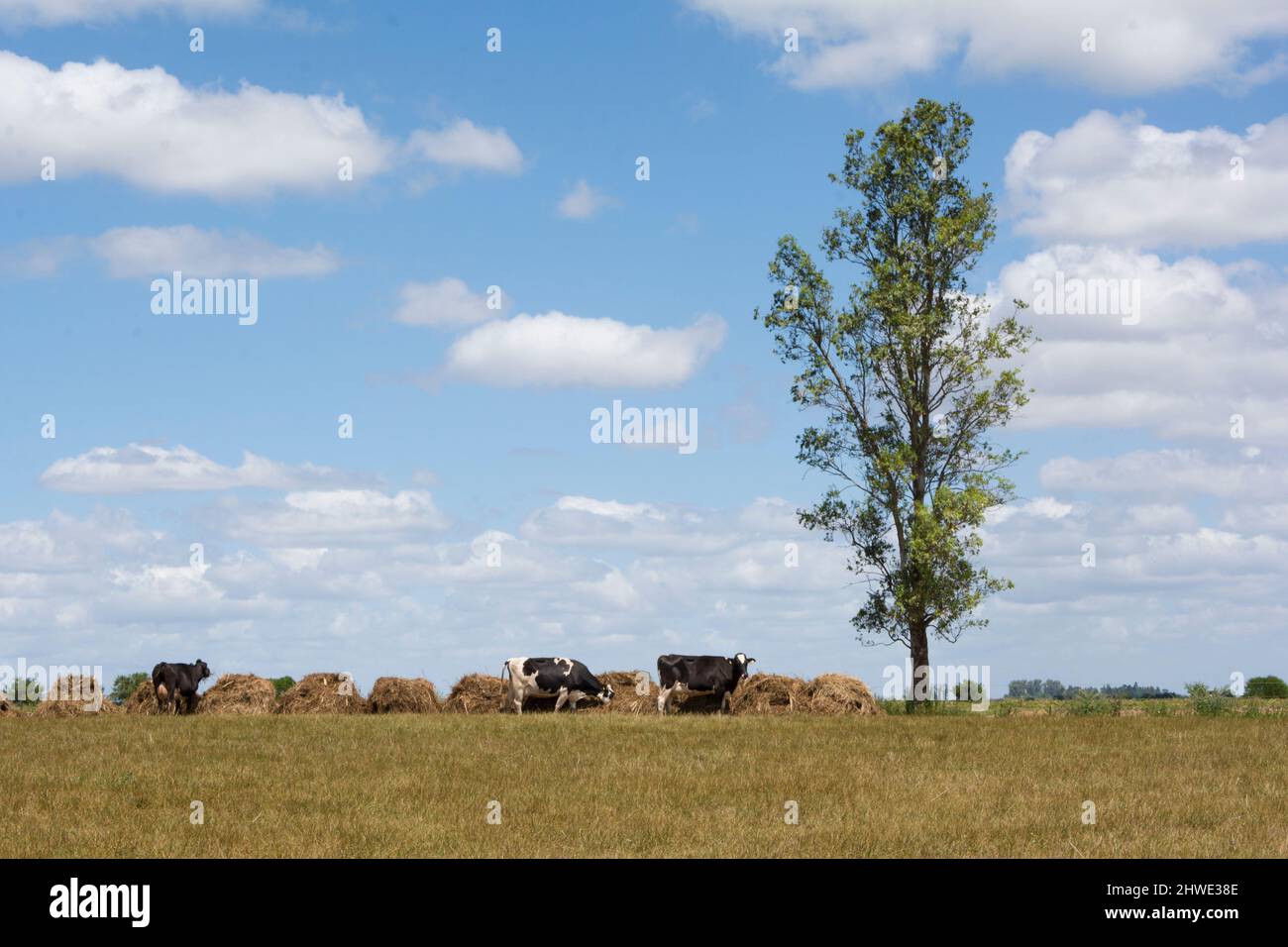 outdoor dairy cows eating alfalfa hay and ration Stock Photo Alamy