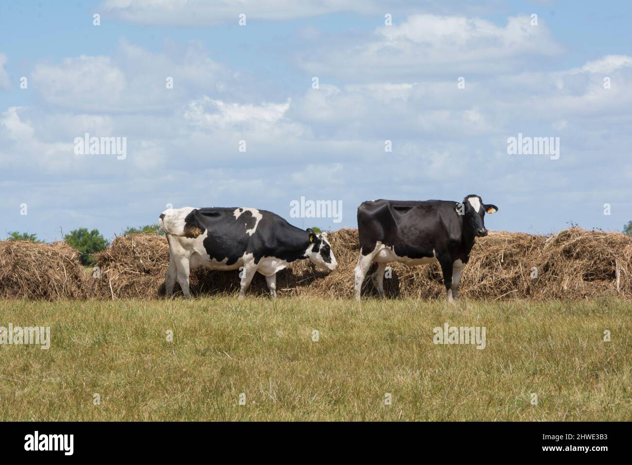 outdoor dairy cows eating alfalfa hay and ration Stock Photo Alamy