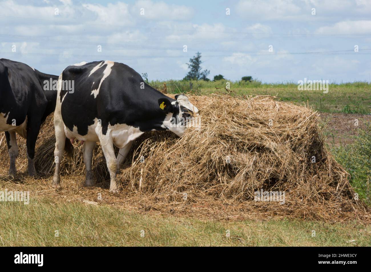 outdoor dairy cows eating alfalfa hay and ration Stock Photo Alamy