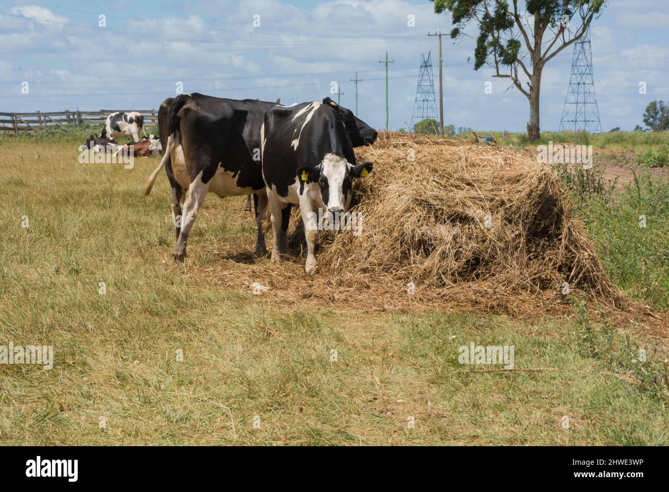 outdoor dairy cows eating alfalfa hay and ration Stock Photo Alamy