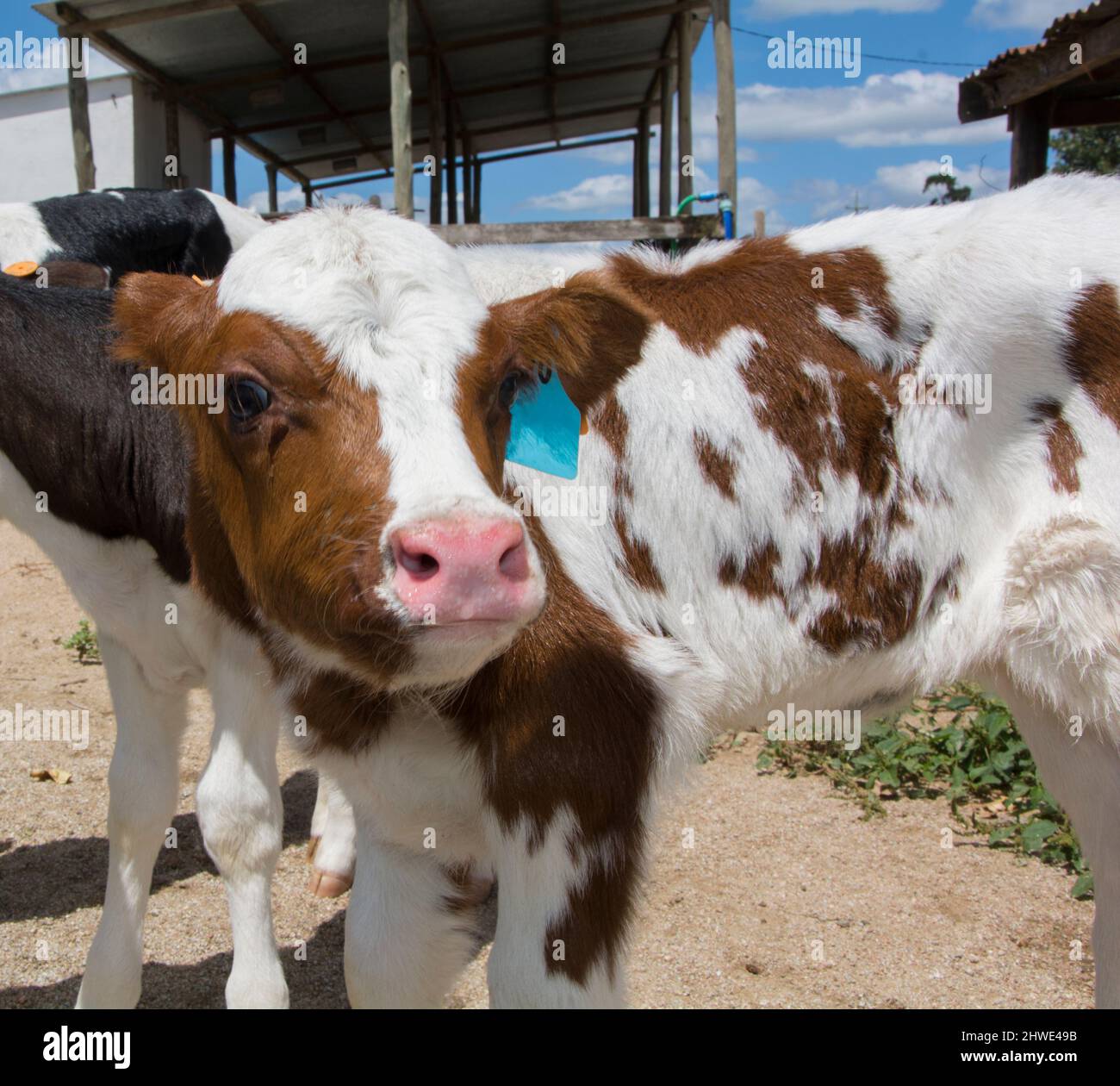 dairy cow, calf in the farm and dairy Stock Photo Alamy