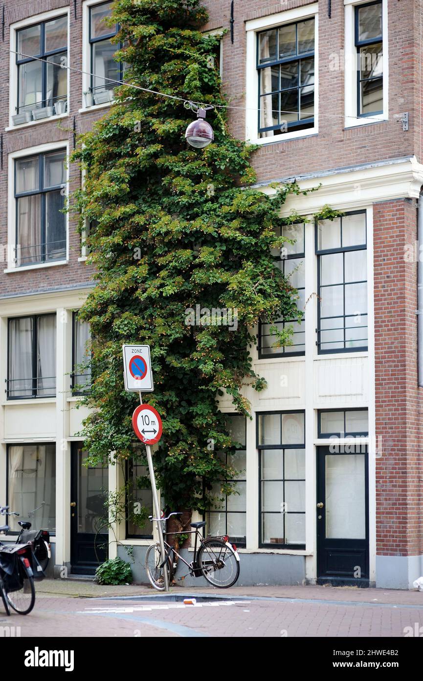 Porch of a house decorated with flower pots and green plants in a