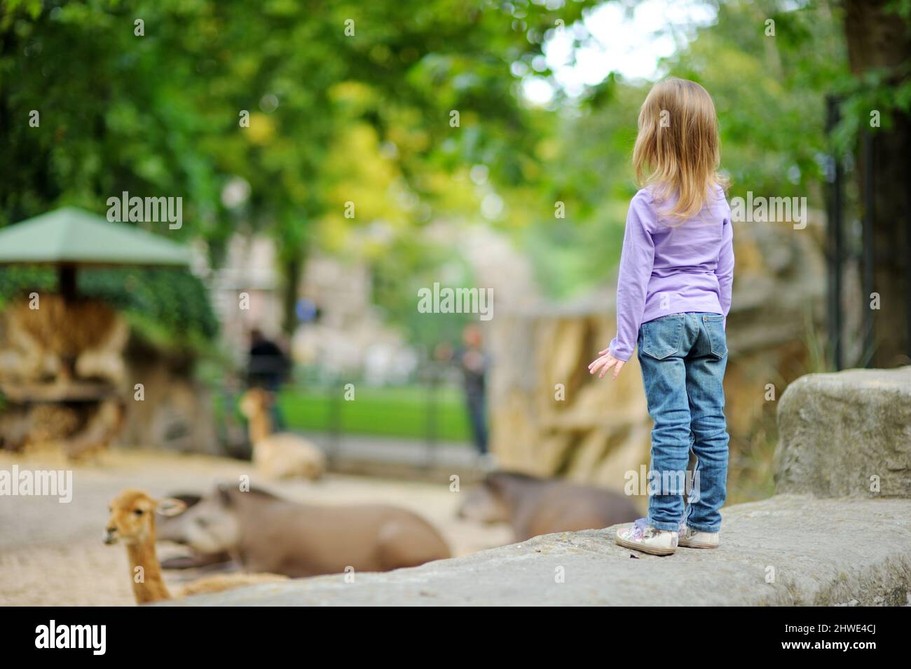 Cute little girl watching animals at the zoo on warm and sunny summer day. Child admiring zoo animals. Family time at zoo. Stock Photo