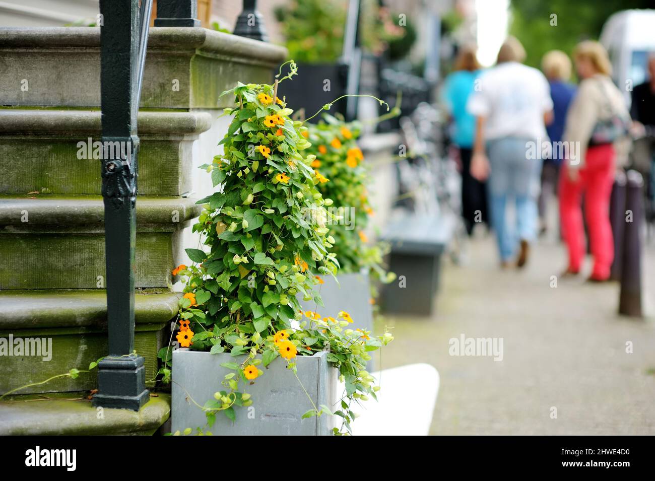 Porch of a house decorated with flower pots and green plants in a typical Amsterdam street