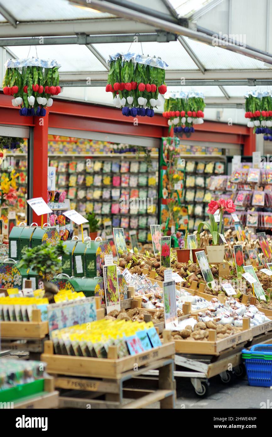 AMSTERDAM - AUGUST 2011: Assorted flower bulbs and souvenirs sold in flower shop in Amsterdam, Netherlands, Holland. Stock Photo
