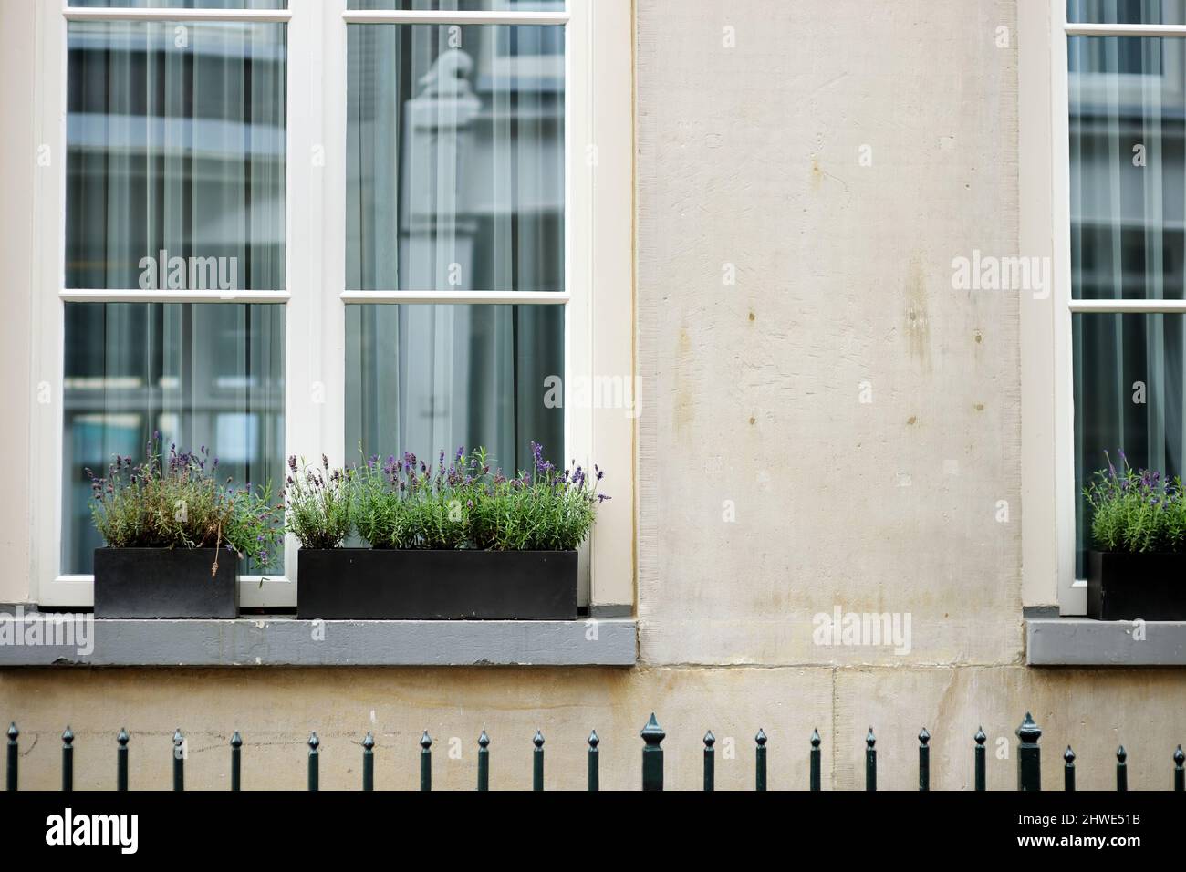 Purple lavender plant blossoming in window boxes on a windowsill