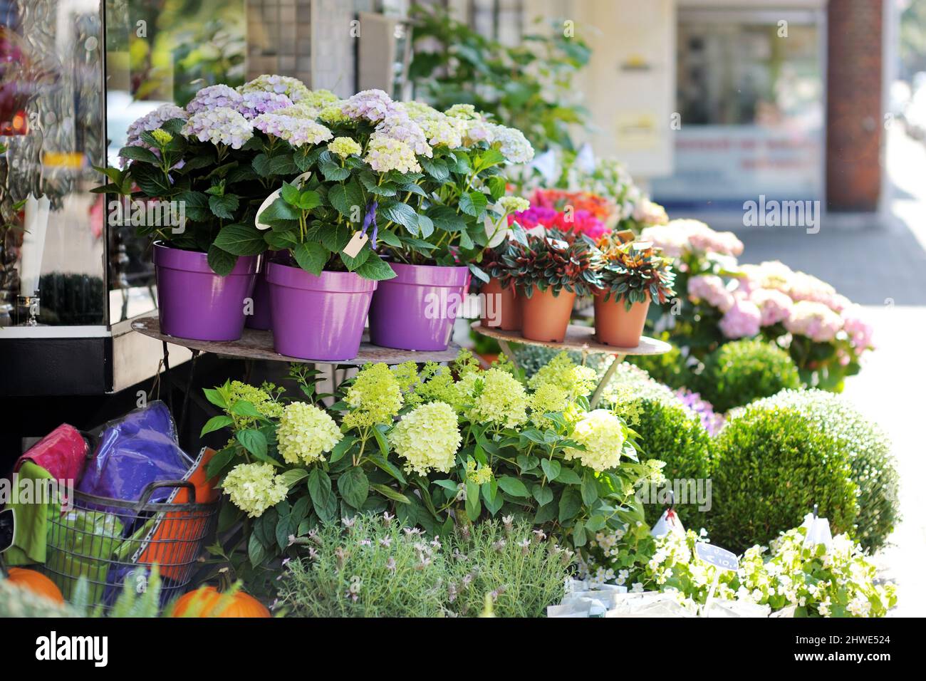 Beautiful colorful flowers sold in outdoor flower shop in Amsterdam, Netherlands, Holland. Stock Photo