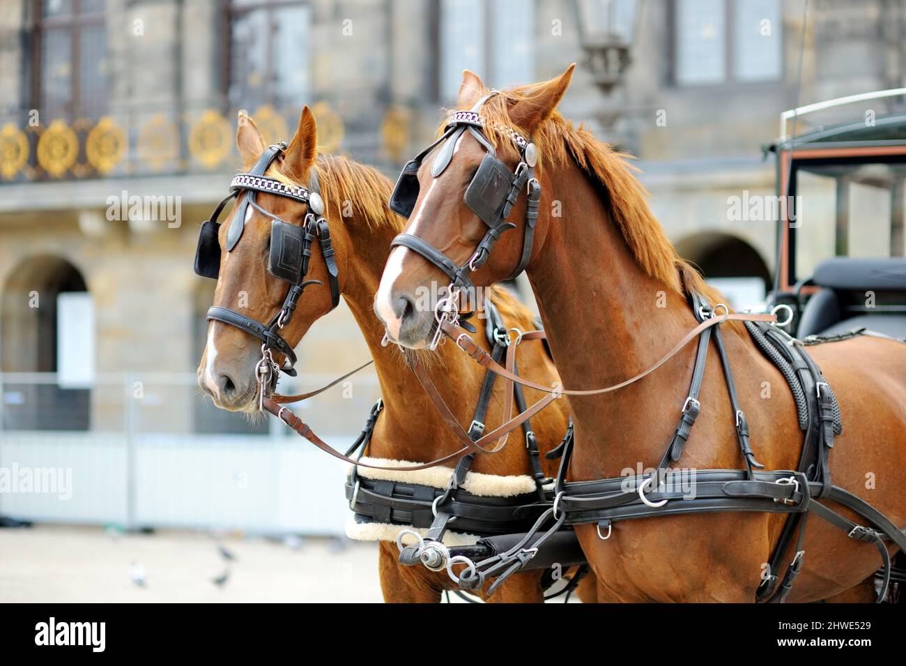 Horse-drawn carriage at Dam Square in Amsterdam, Netherlands, Holland ...