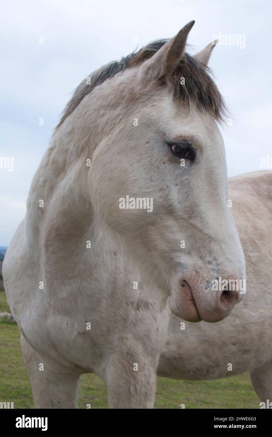 graceful white horse profile portrait Stock Photo Alamy