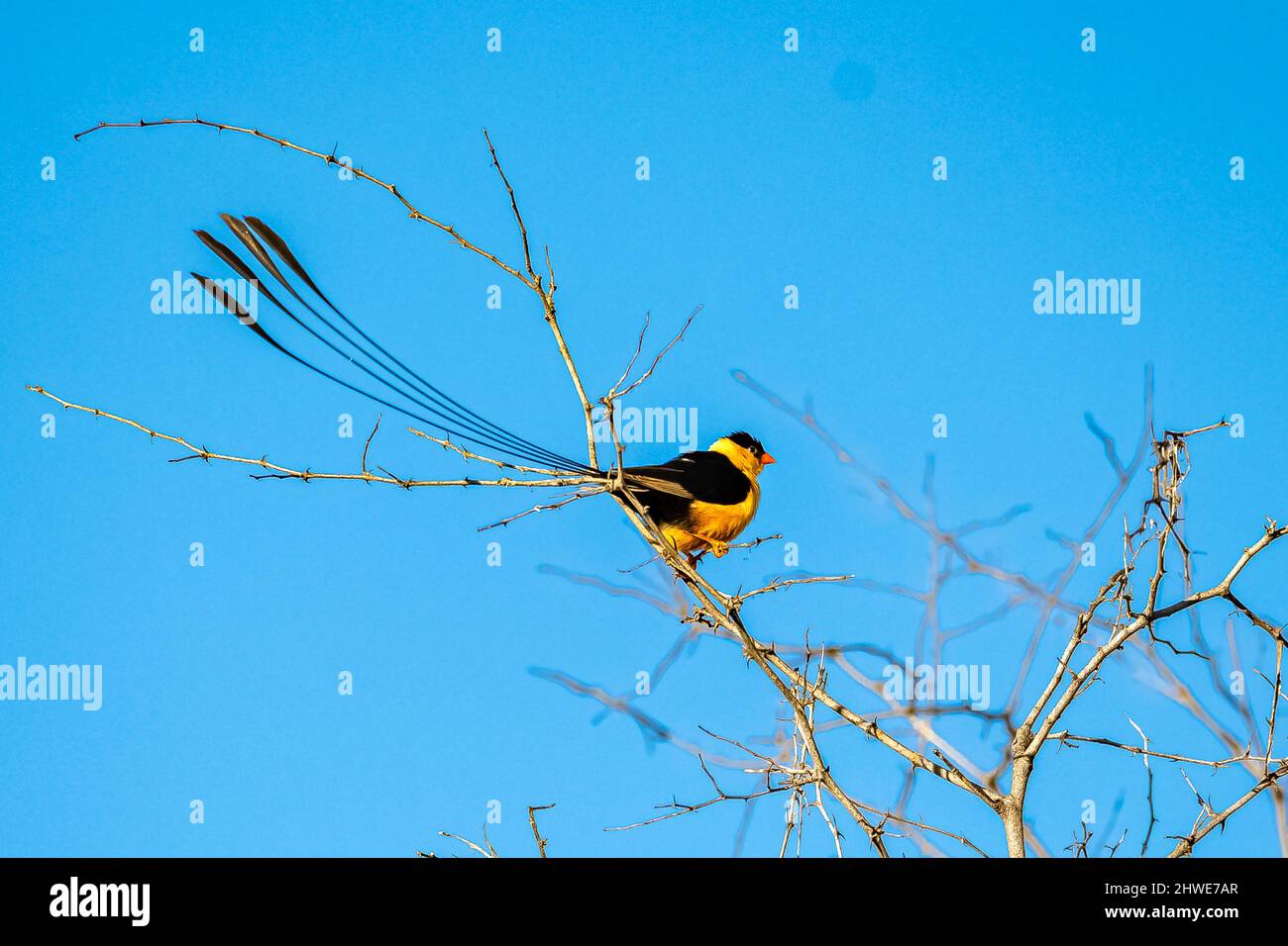 Shaft-tailed Whydah, colorful bird with a long tail Stock Photo
