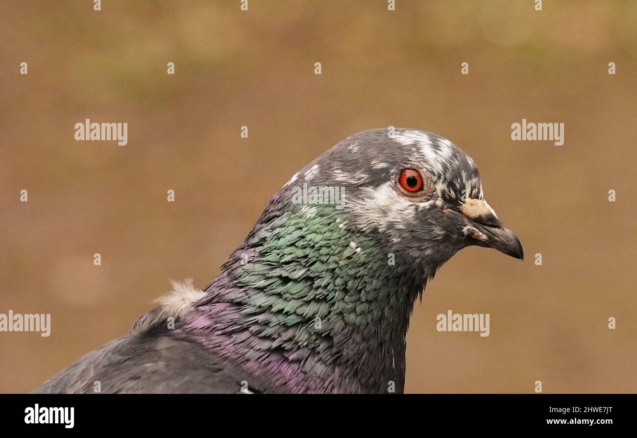 Close up of a feral pigeon in a London borough park showing the detail and colour of the neck feathers, eye and beak Stock Photo