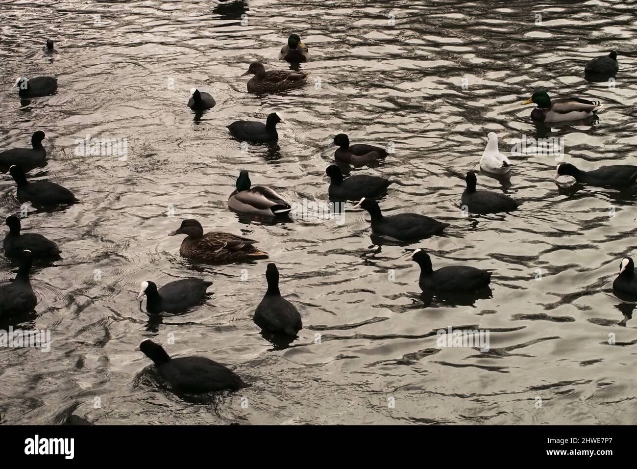 A feeding frenzy on a choppy freshwater lake of coots, mallard ducks and a black headed gull Stock Photo