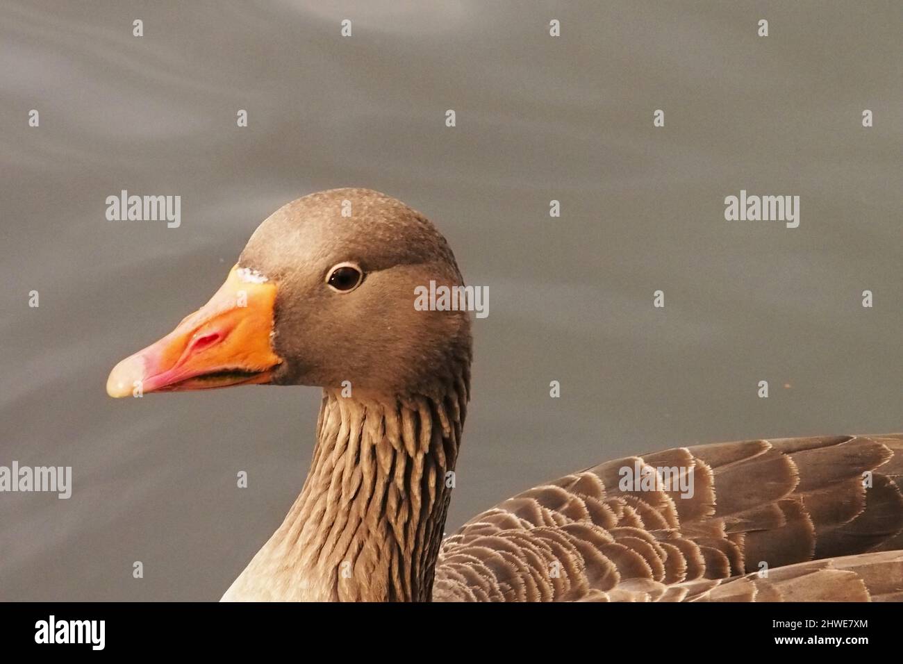 A view of a the head and back of a Greylag goose on water showing the plumage and beak colours Stock Photo