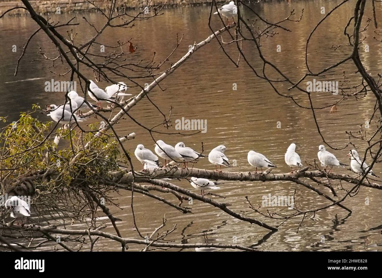 A view of a group of black headed gulls sitting and preening on a fallen tree branch above a freshwater lake Stock Photo