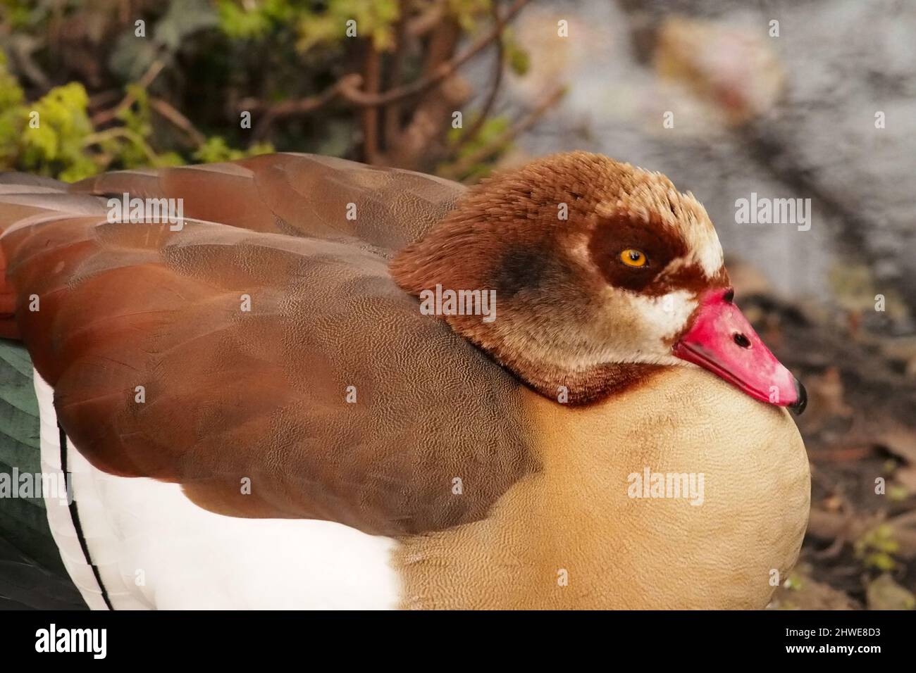 A close up view of the head and back of an Egyptian goose with its feathers fluffed up to keep warm Stock Photo