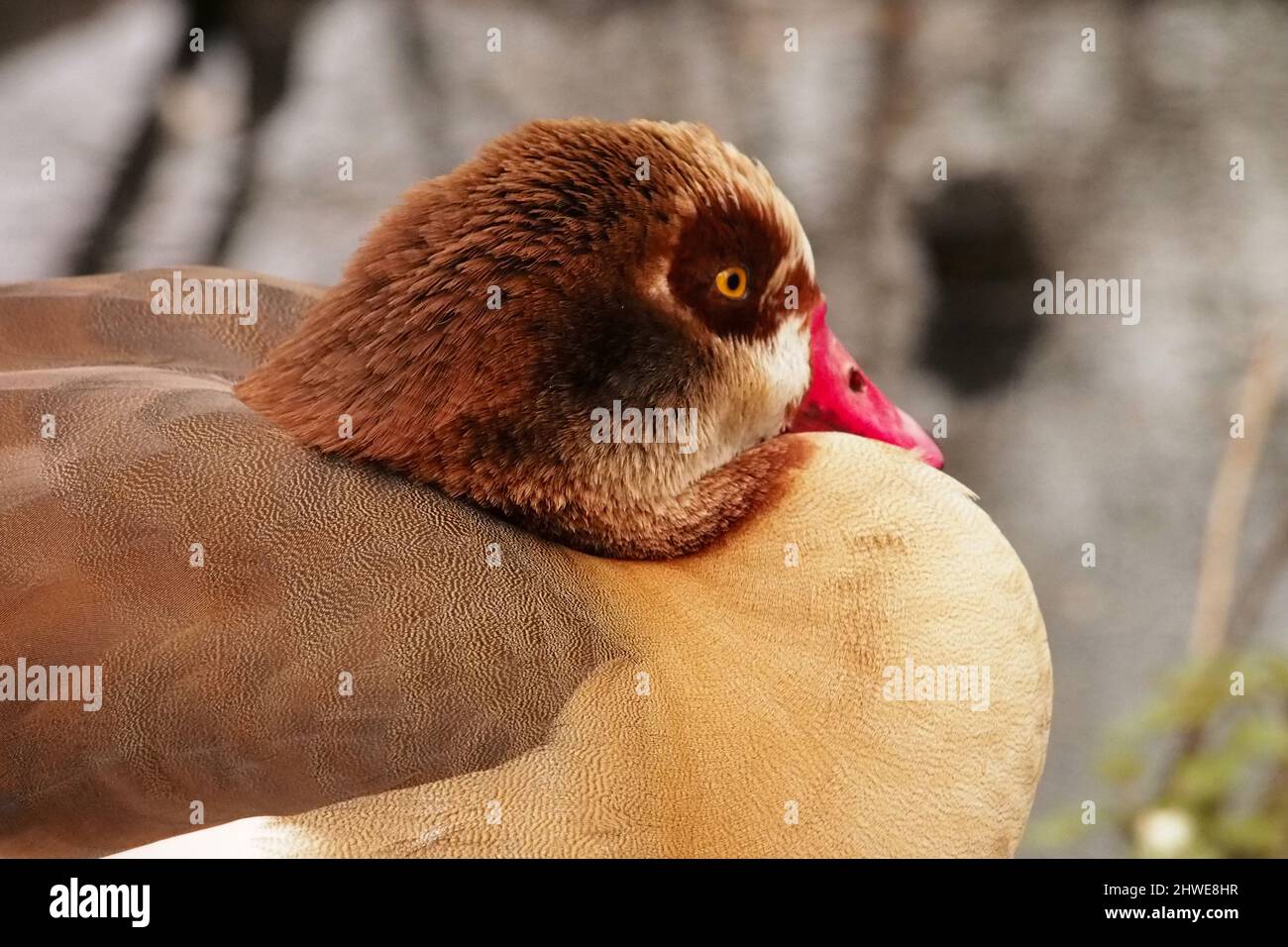 A close up view of the head and back of an Egyptian goose with its feathers fluffed up to keep warm Stock Photo