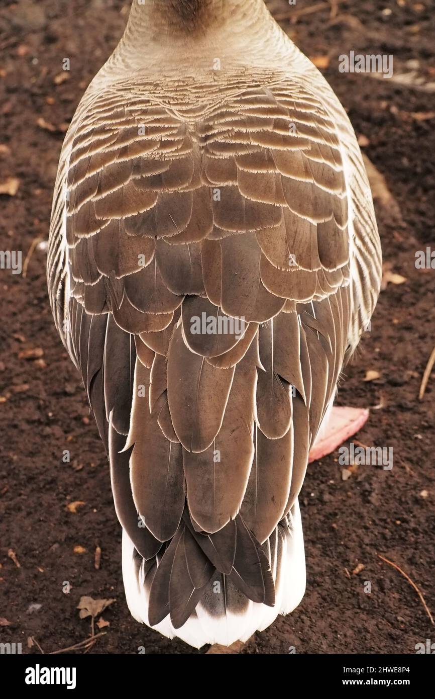 A close up of the back of a Greylag goose showing the pattern of the plumage Stock Photo