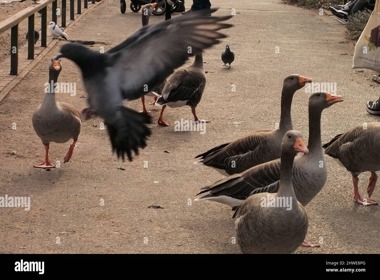 A feeding frenzy of Greylag geese and some feral pigeons on a park pathway Stock Photo