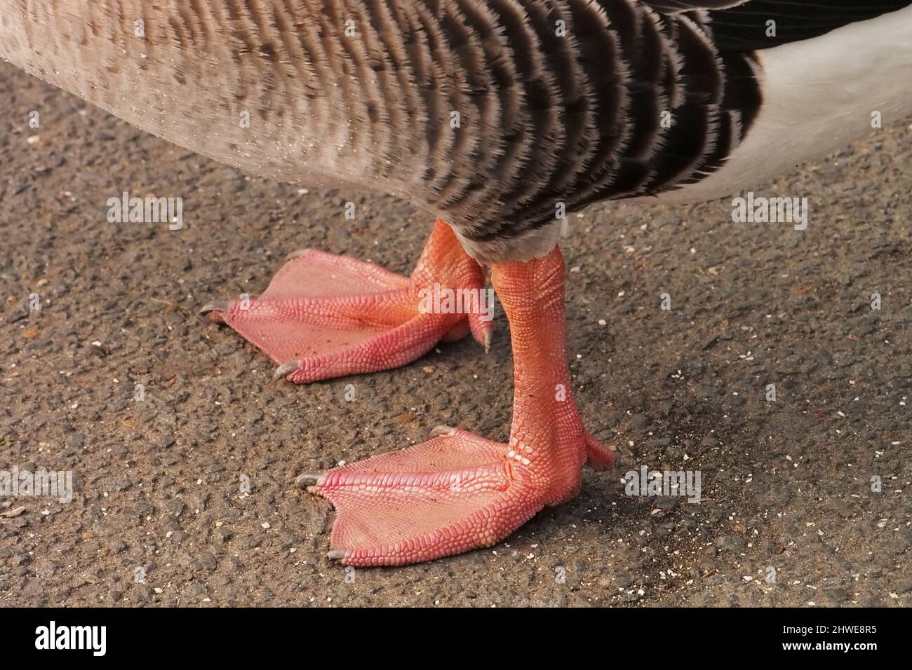 A close of the pink, webbed feet of a Greylag goose on a stoney path Stock Photo