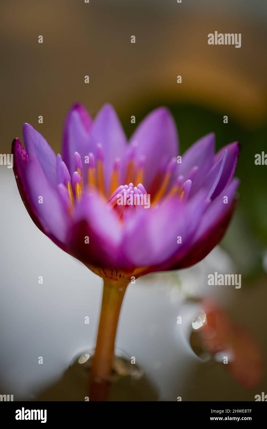 Lotus, fresh color, with yellow stamens of the lotus flower Stock Photo Alamy