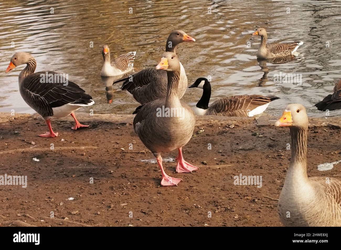 A group of six Greylag geese and one Canada goose, in winter sunshine, at the edge of a lake Stock Photo