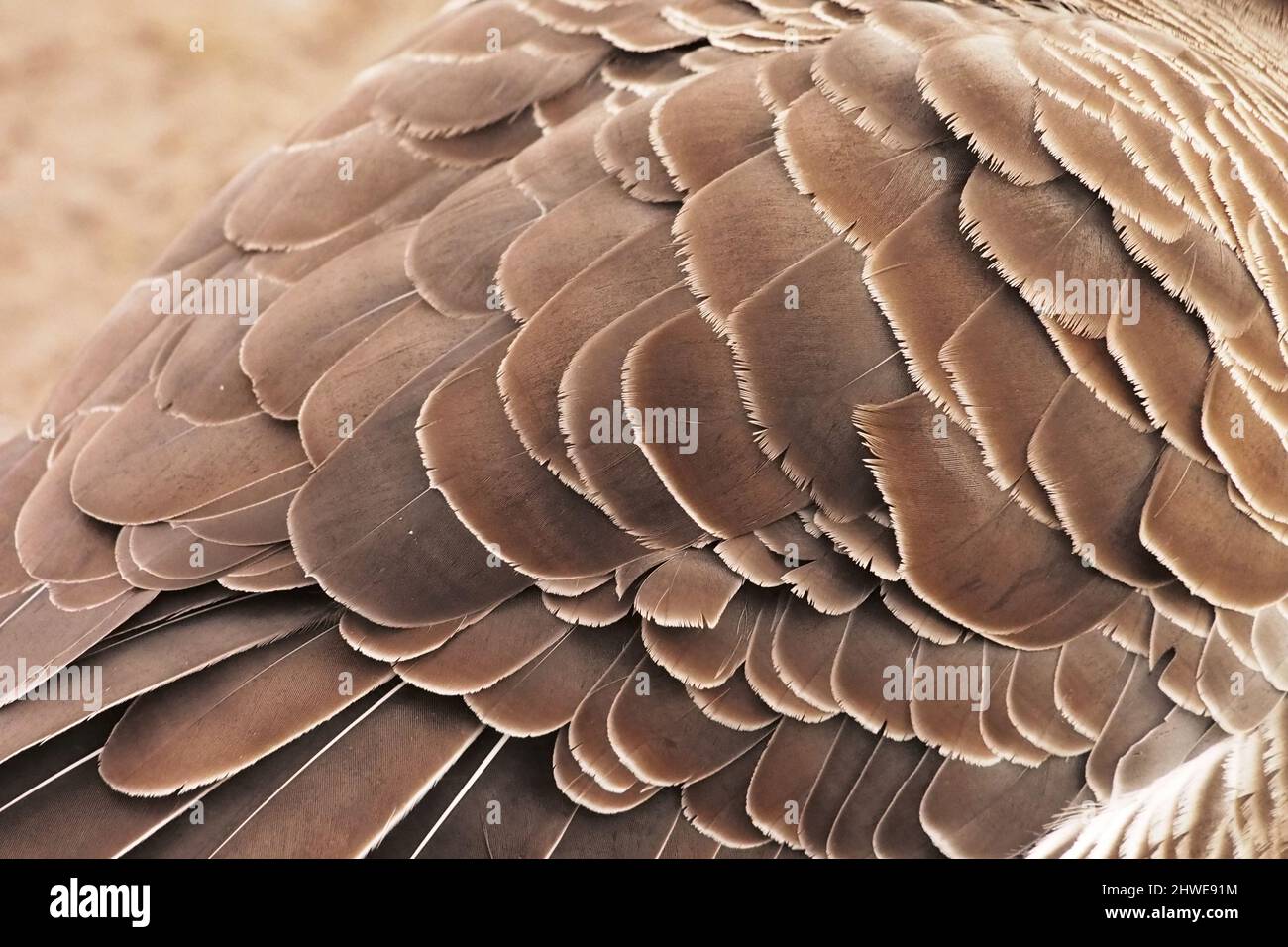A close up of the back of a Canada goose showing the pattern of feathers Stock Photo