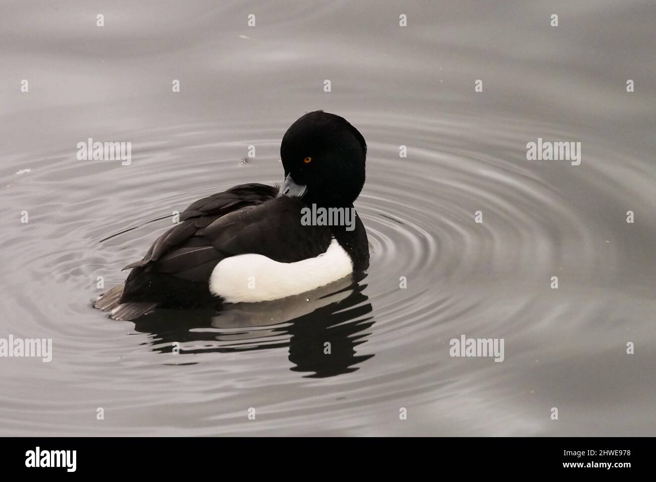 A tufted duck preening itself and making ripples in the water Stock Photo