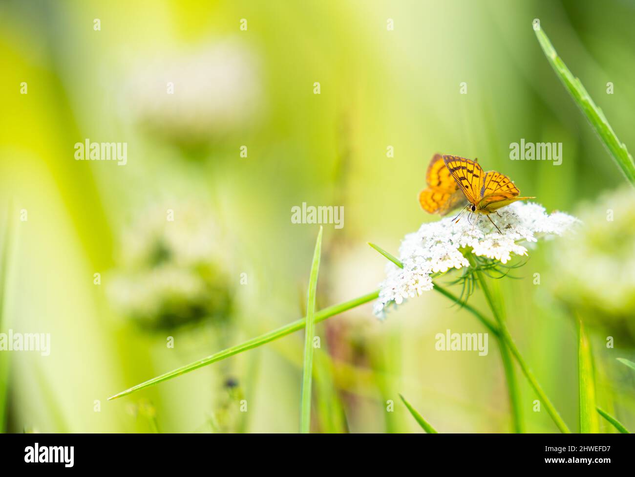 Small colorful butterfly on white wildflower closeup. Stock Photo