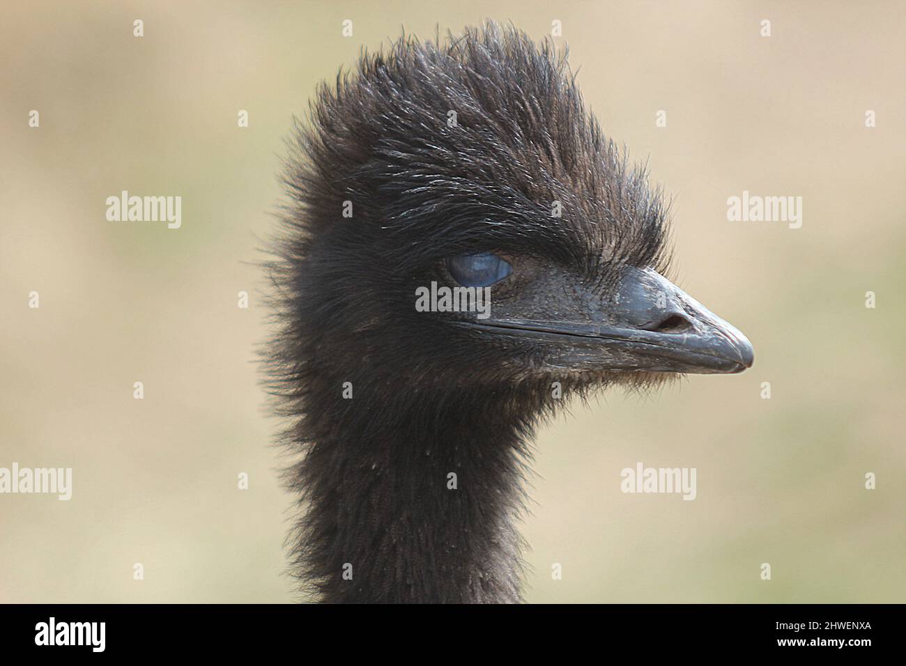 Juvenile emu/ostrich Stock Photo