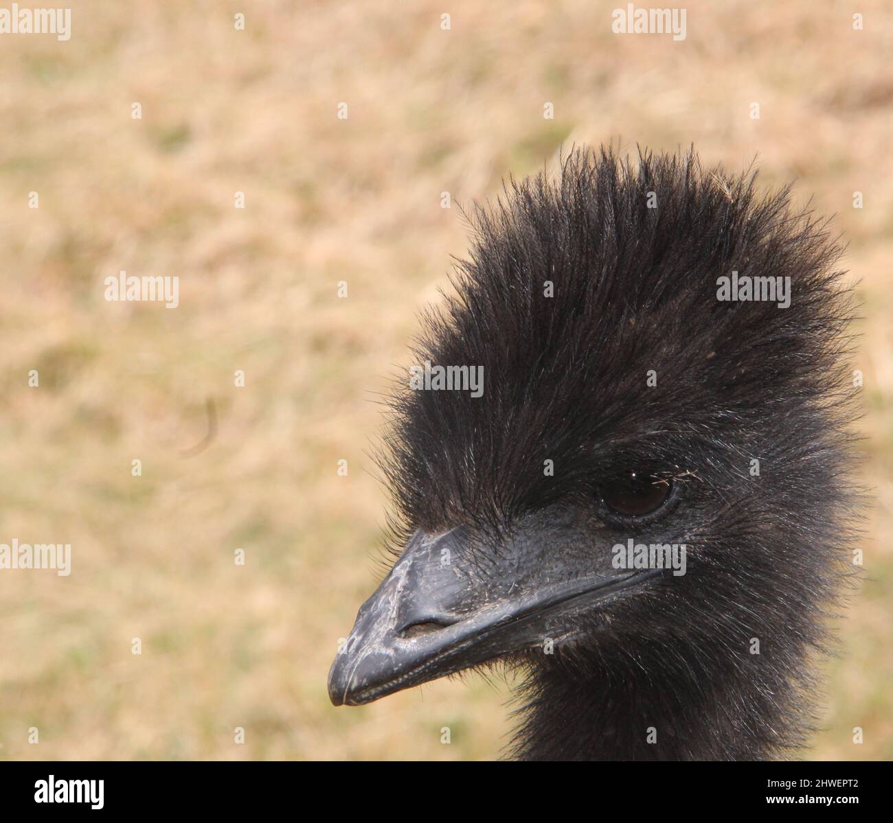 Juvenile emu/ostrich Stock Photo
