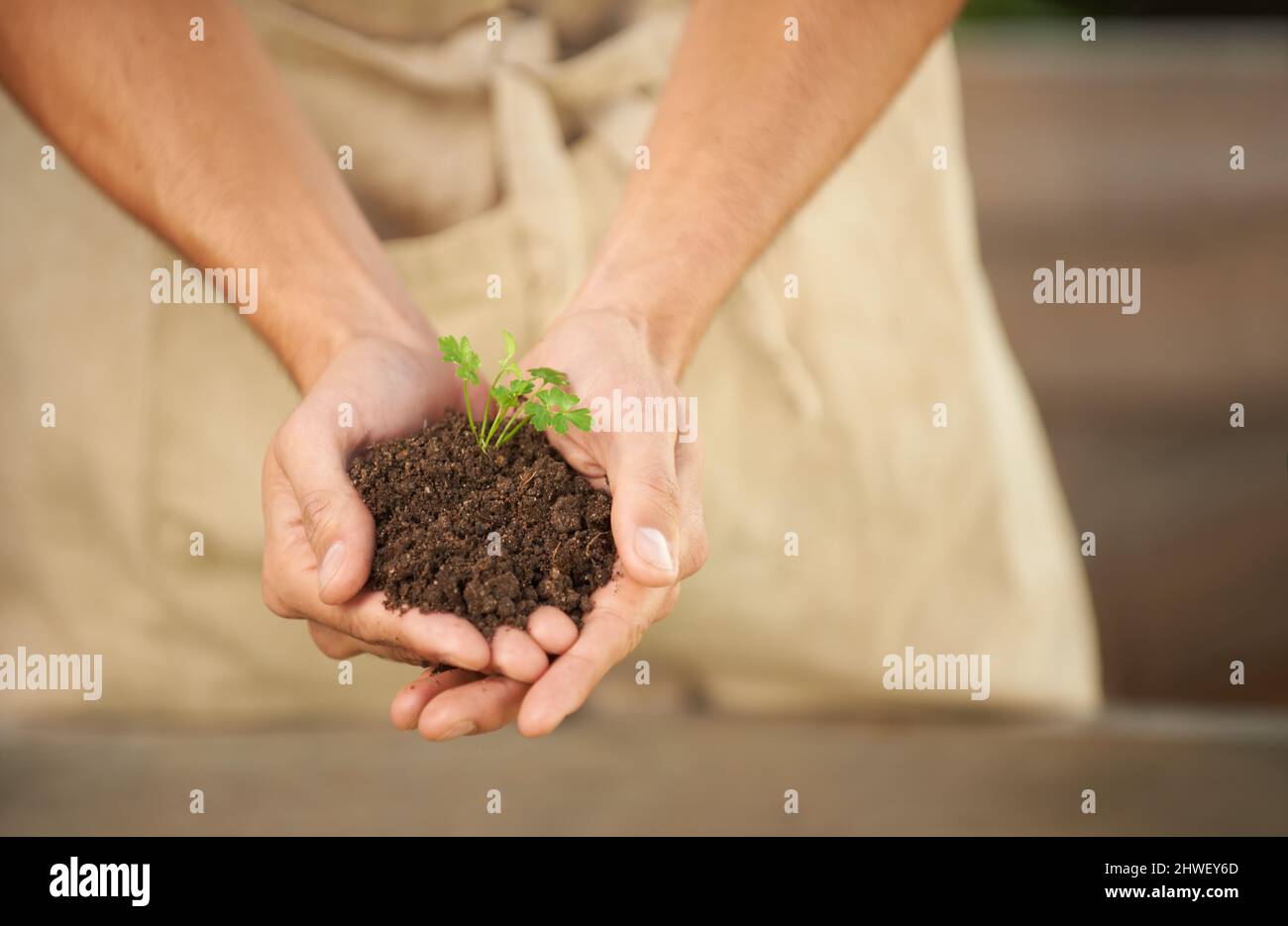 Fertile earth. Cropped shot of a man holding a small seedling in his