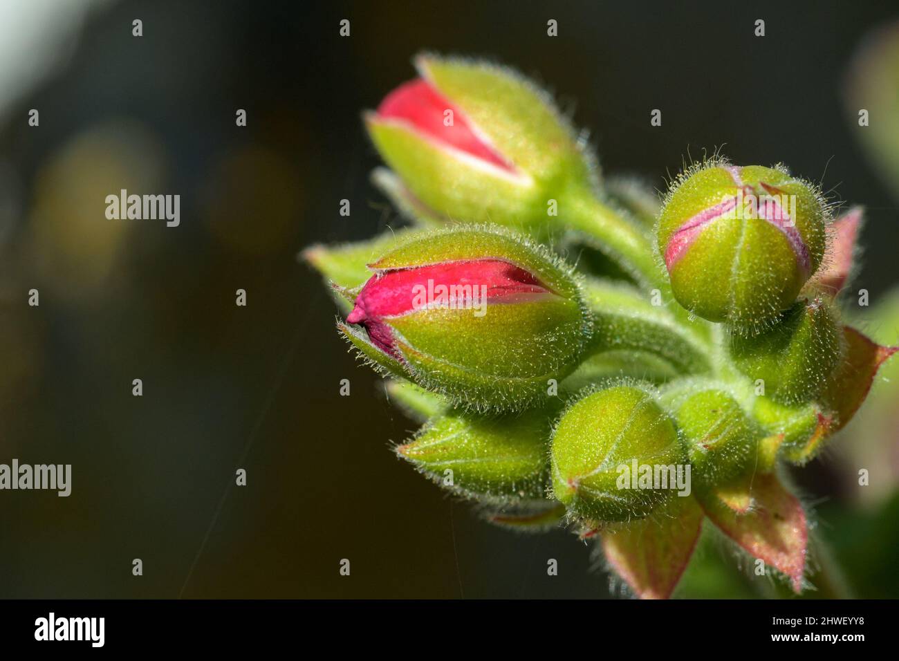 Pink Geranium Bud Stock Photo Alamy
