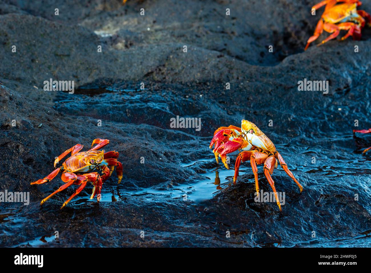 Photograph of Sally Lightfoot crabs (Grapsus grapsu) at Puerto Egas, Isla Santiago, Gal‡pagos Islands, Ecuador. Stock Photo