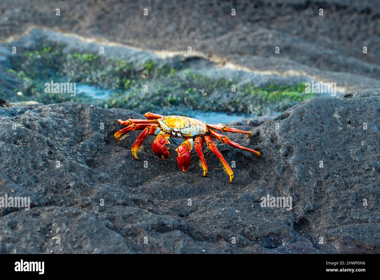 Photograph of Sally Lightfoot crabs (Grapsus grapsu) at Puerto Egas, Isla Santiago, Gal‡pagos Islands, Ecuador. Stock Photo