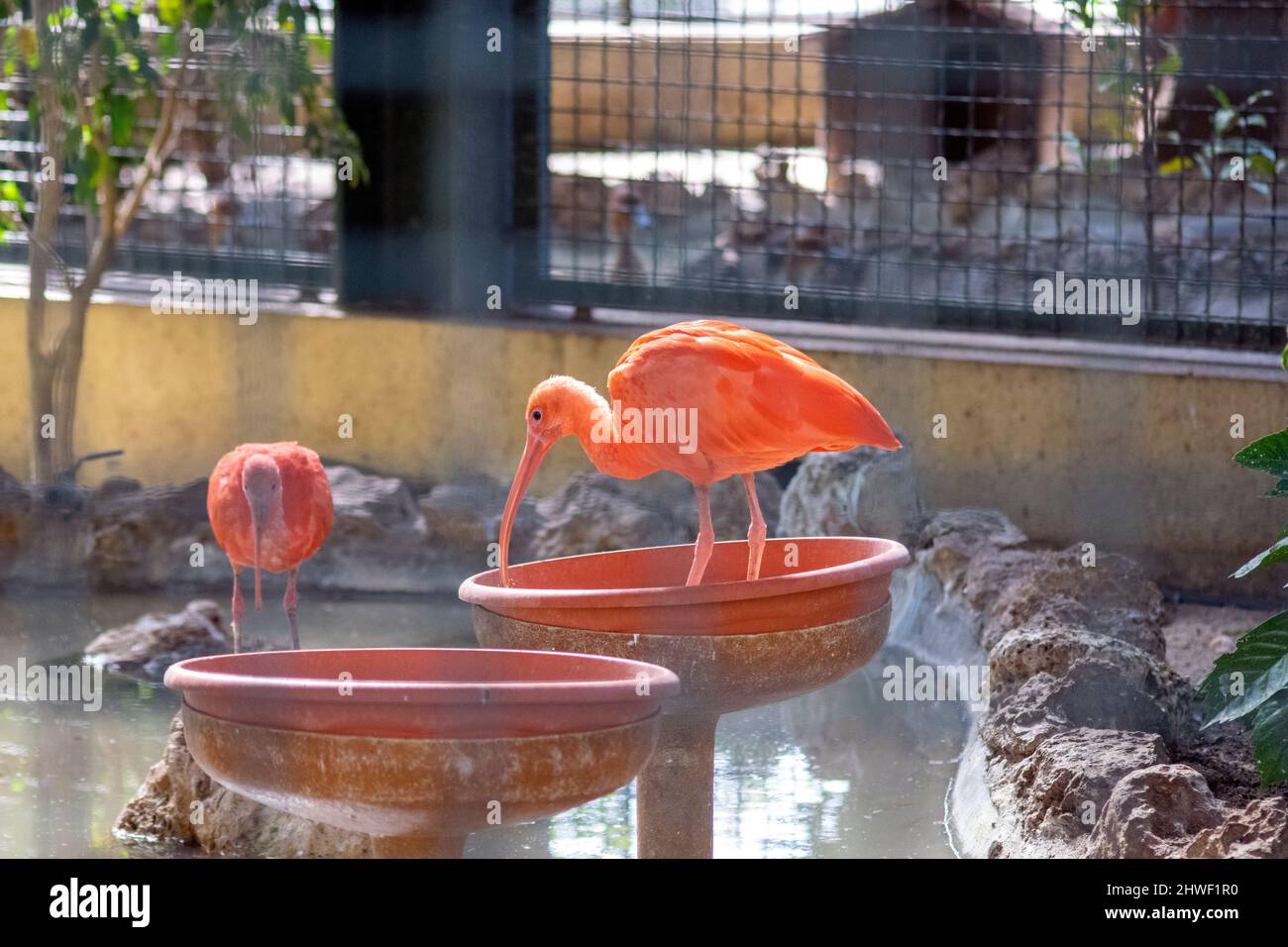 The scarlet ibis (Eudocimus ruber) is a species of ibis in the bird family Threskiornithidae. It inhabits tropical South America and part of the Carib Stock Photo