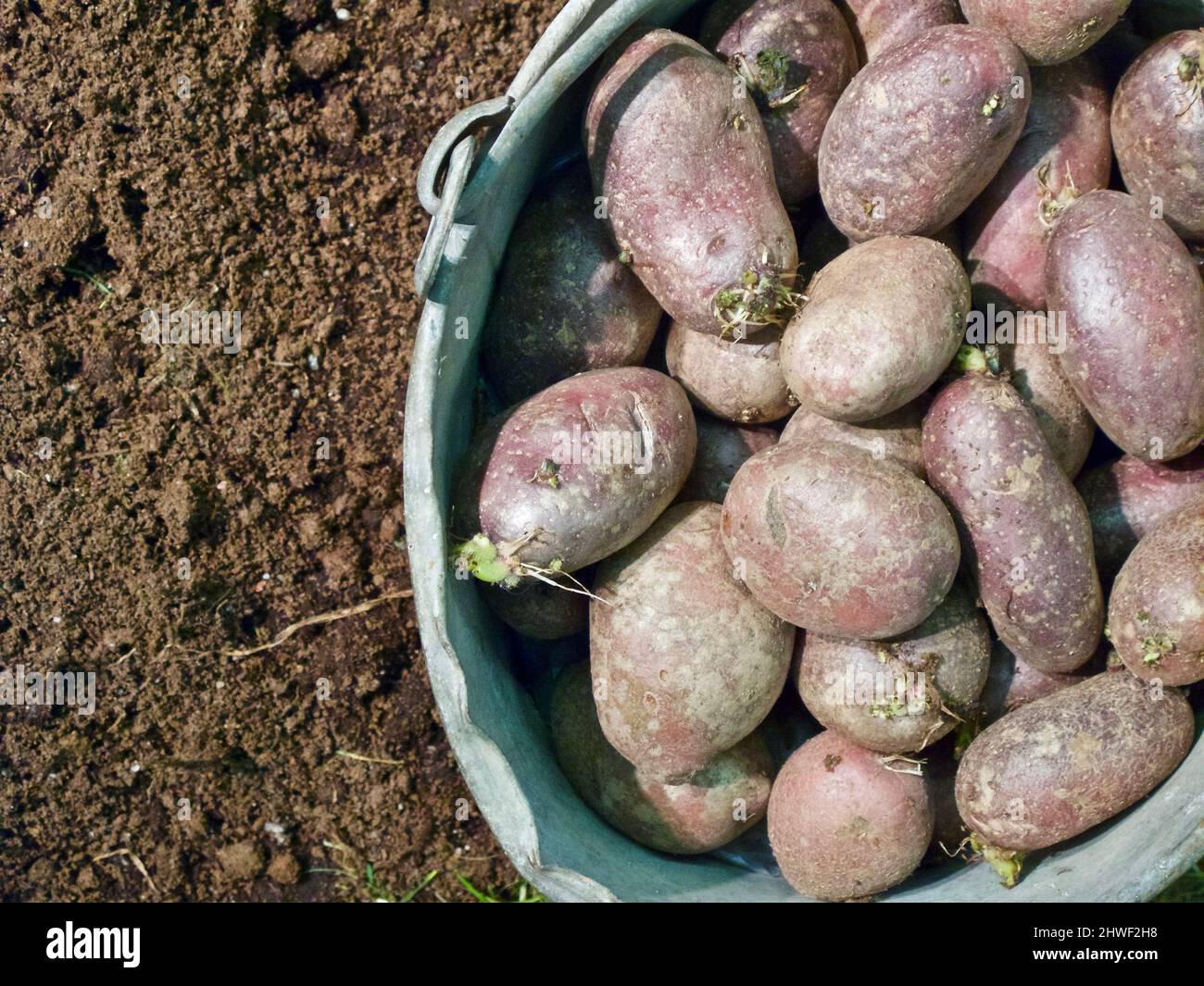 Red seed potatoes in zinc bucket standing in humus soil in the vegetable garden in spring. Stock Photo