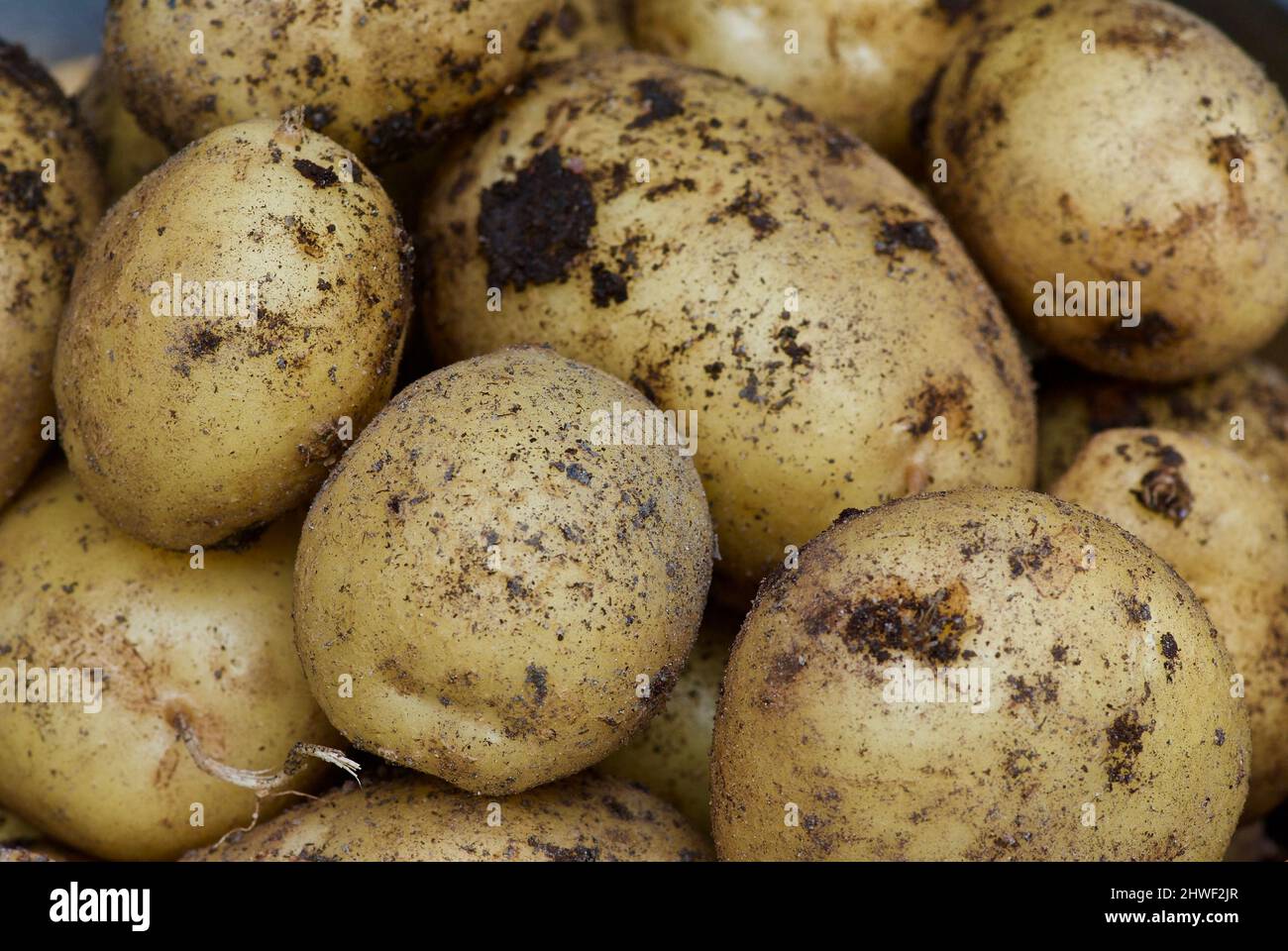 https://c8.alamy.com/comp/2HWF2JR/close-up-of-unwashed-new-potatoes-from-vegetable-garden-2HWF2JR.jpg
