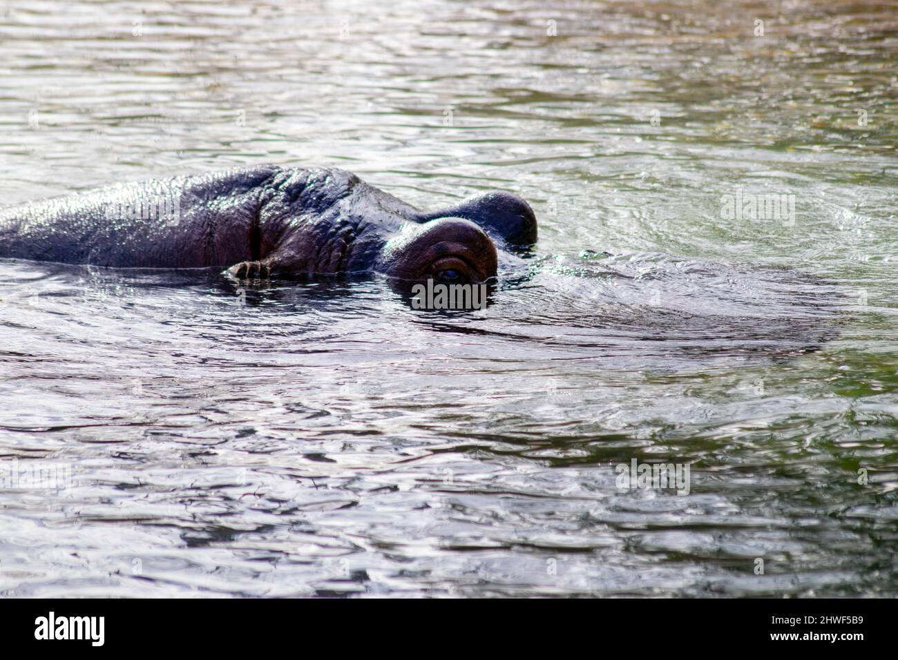 The hippopotamus amphibius, also called the hippo, common hippopotamus or river hippopotamus, a large, mostly herbivorous, semiaquatic mammal. Stock Photo