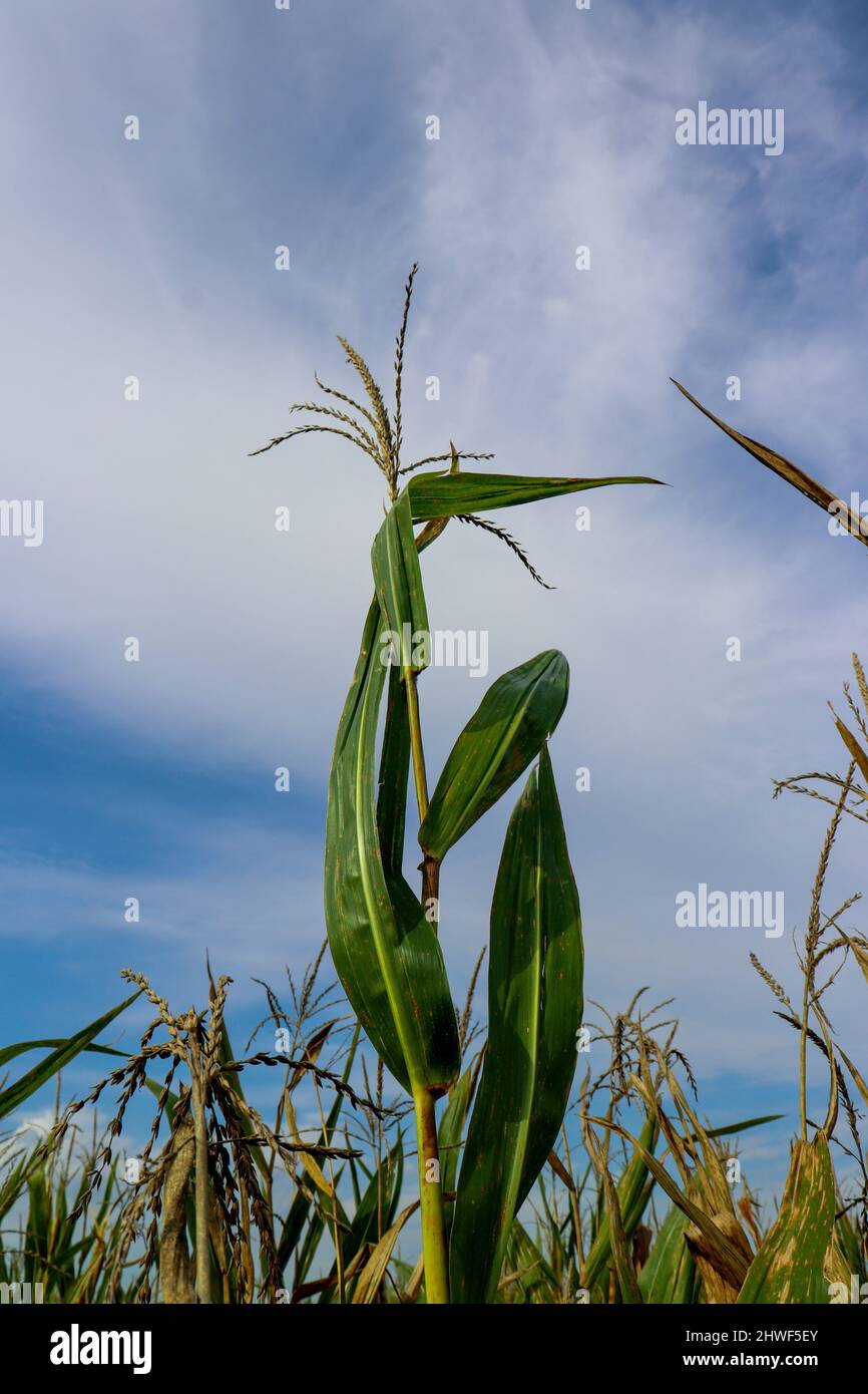 Corn stalk beautiful as a rolling field of them or as individual