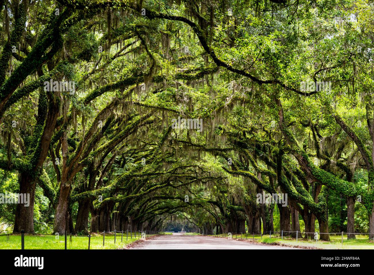 Wormsloe Historic site near Savannah is a breathtaking avenue of