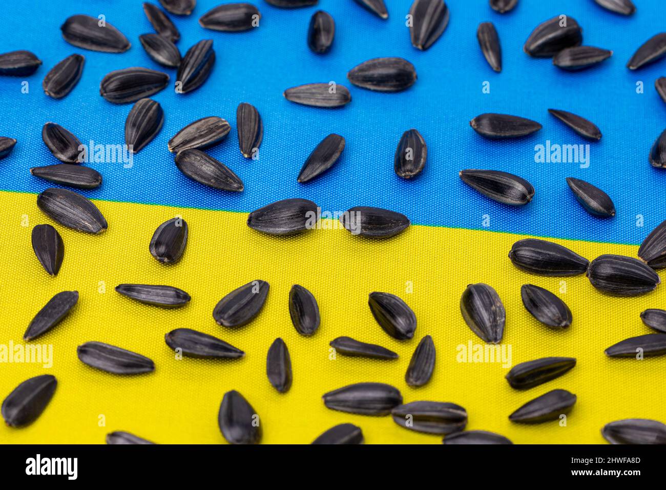Ukraine flag and sunflower seeds. Sunflower oil exports, production and